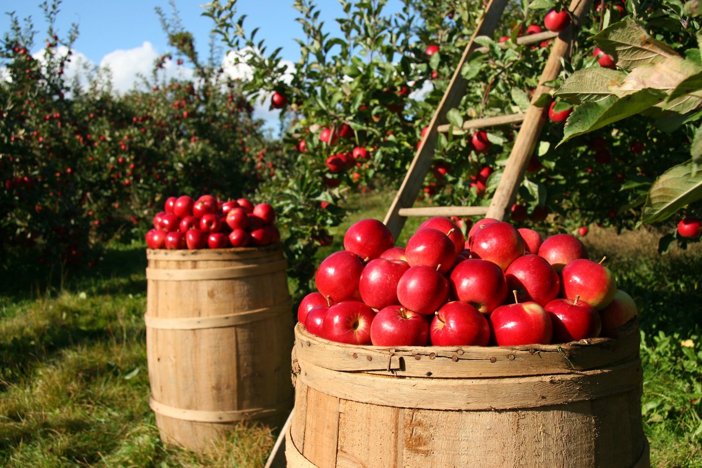 Apple Harvest at Orchard